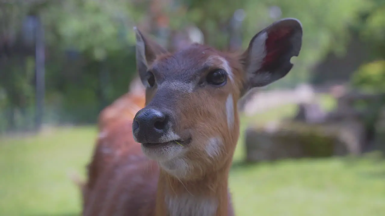 A female sitatunga antelope sniffing and looking into the camera