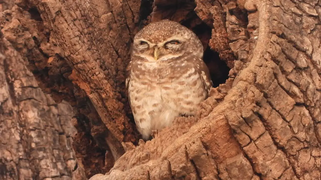 Little owl sleeping tree- eyes 