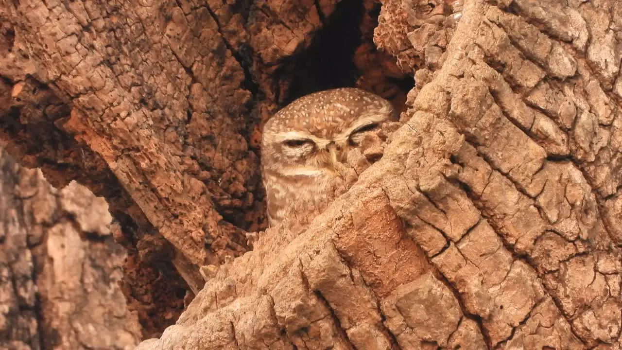 Little owl in tree wood -eyes 