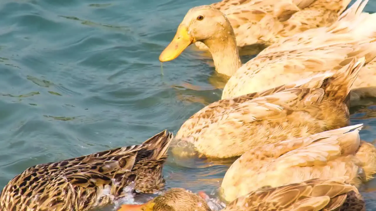 Bangladeshi Native Ducks