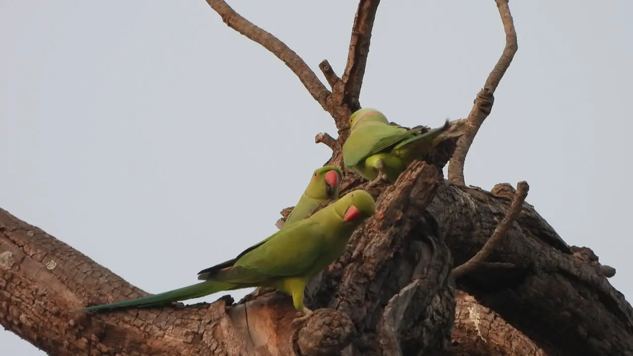 Parrot in tree just chilling 