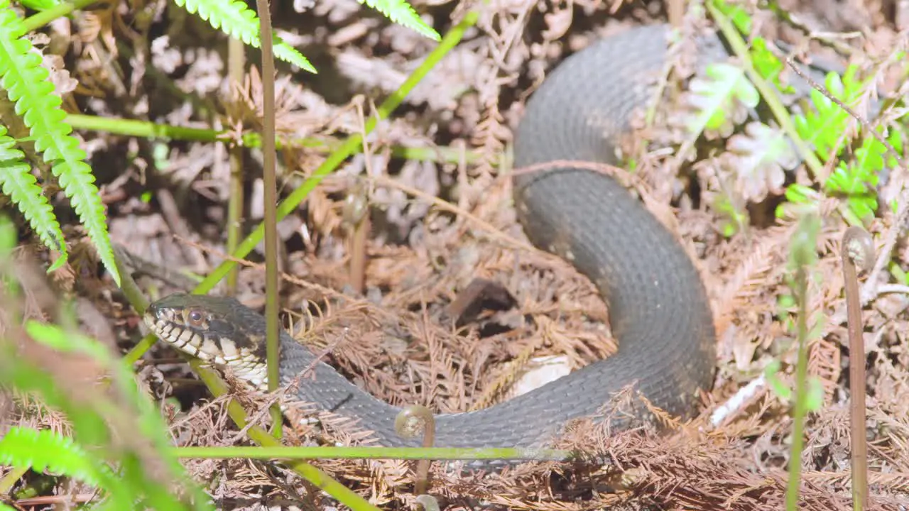 florida water banded snake sunbathing amongst foliage with crawling ants