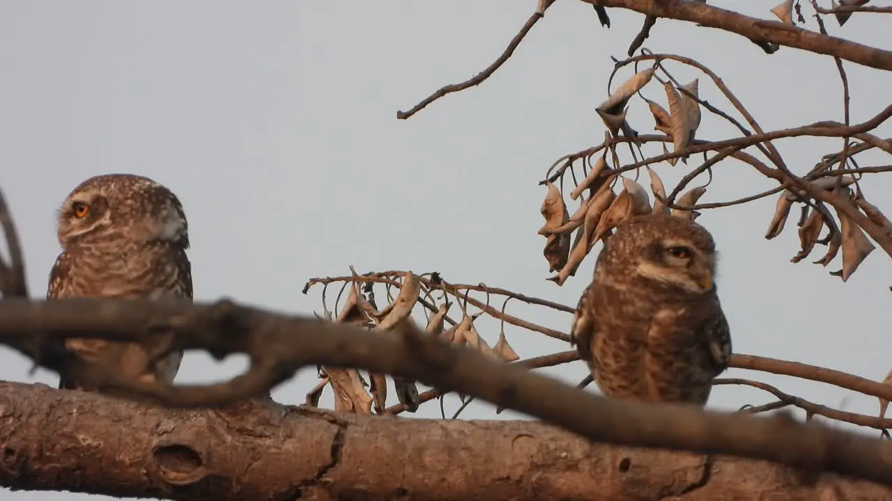 Little owl in tree sleeping friends 