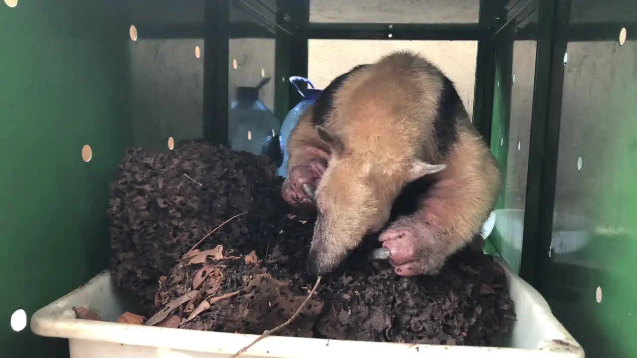 Southern tamandua collared anteater with burnt paws by wildfire recovering at care centre eating termites from a piece of mount