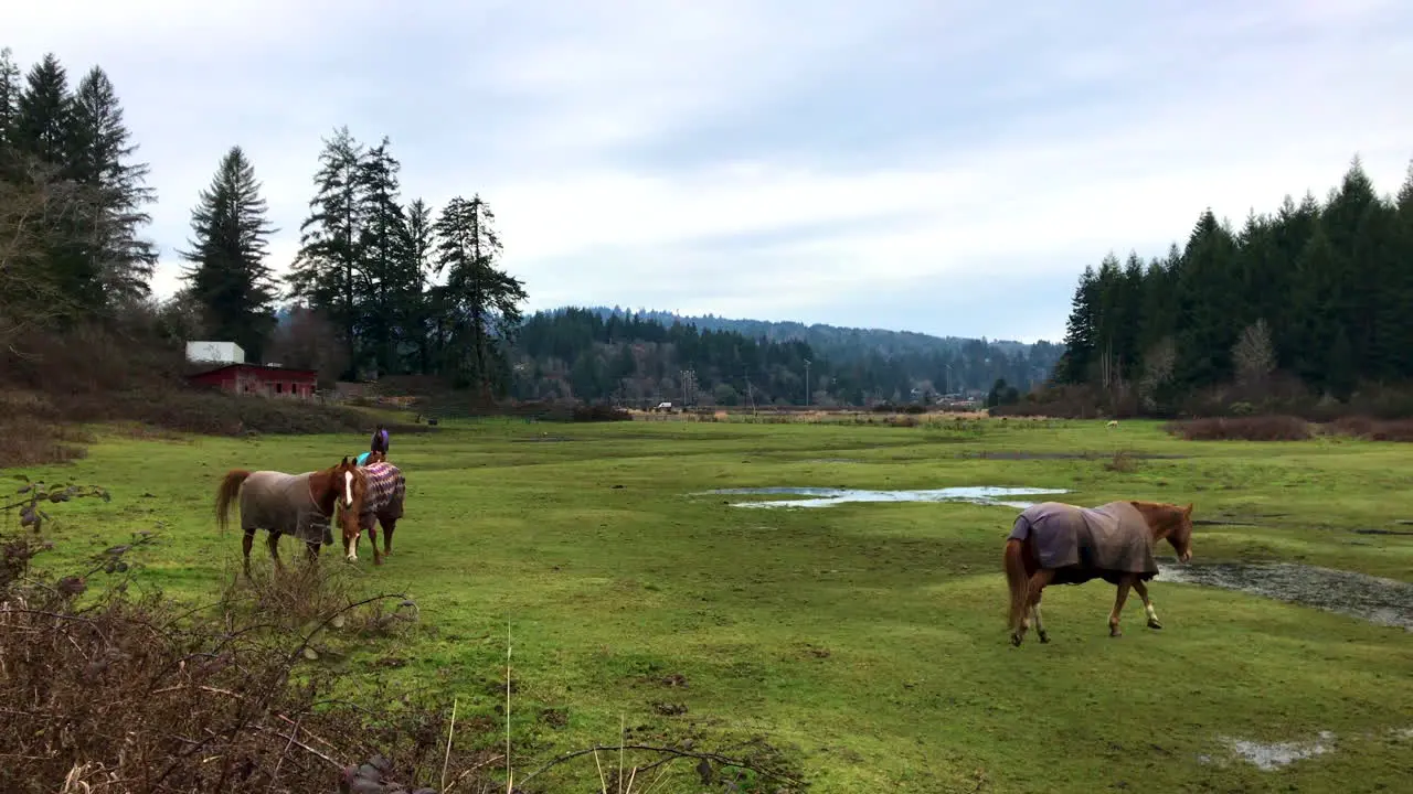 Four horses wearing winter blankets on a pasture in Coos Bay Oregon