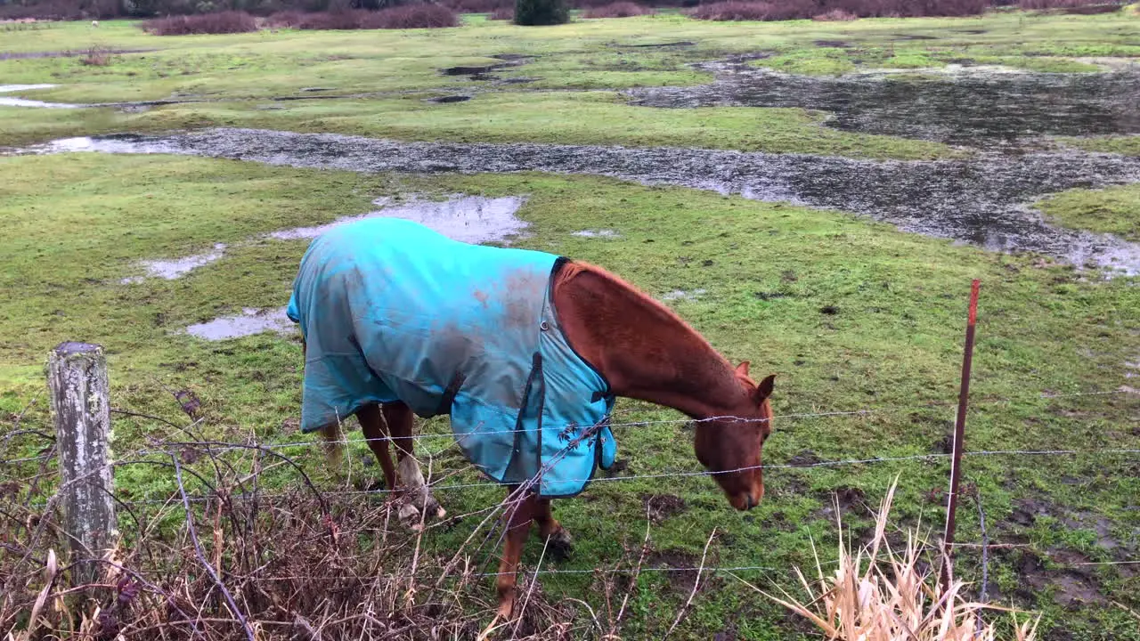 Friendly horses grazing on a pasture wearing heavy winter blankets to stay warm