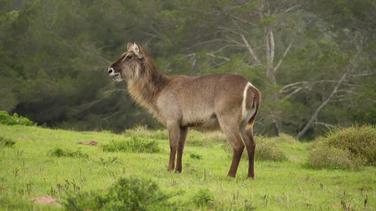 Tracking shot of a female waterbuck standing in a grassy meadow