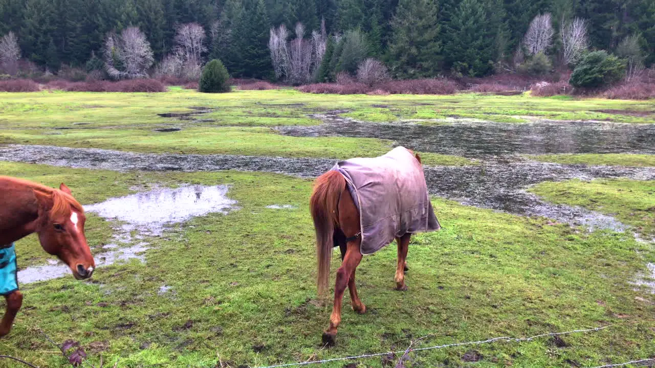 Friendly horses wearing cold weather winter blankets greet photographer over the fence