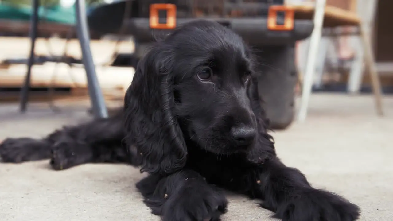 Cut energetic puppy lying down after long day