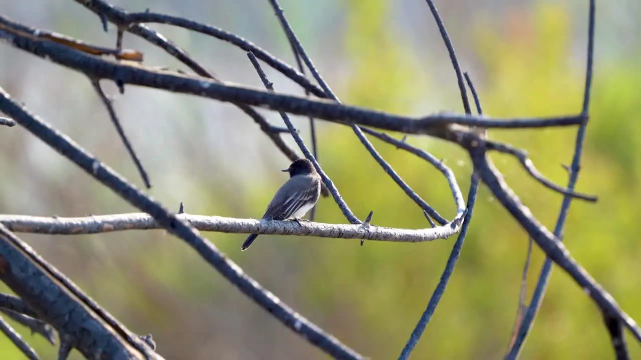 A Western Wood-PeeWee pitched on a branch