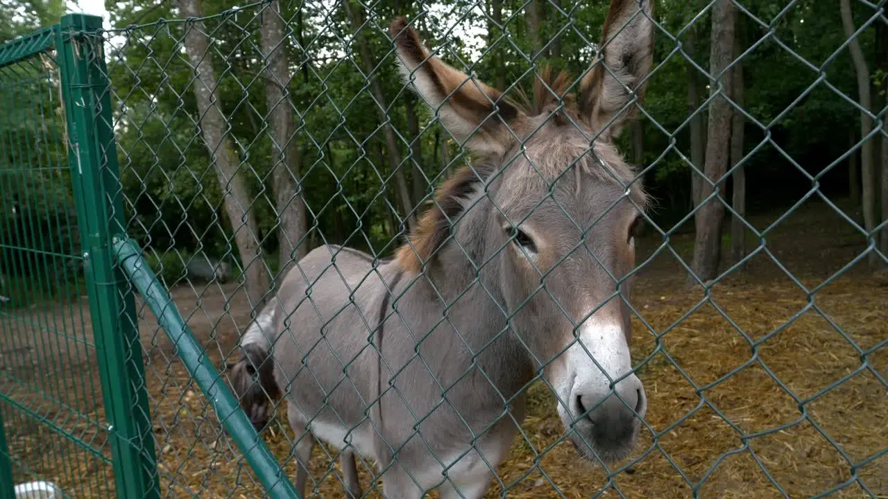 A sad donkey confined in an enclosure surrounded by a fence