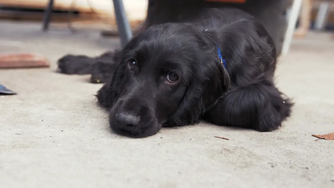 Cut energetic puppy lying down after long playful day