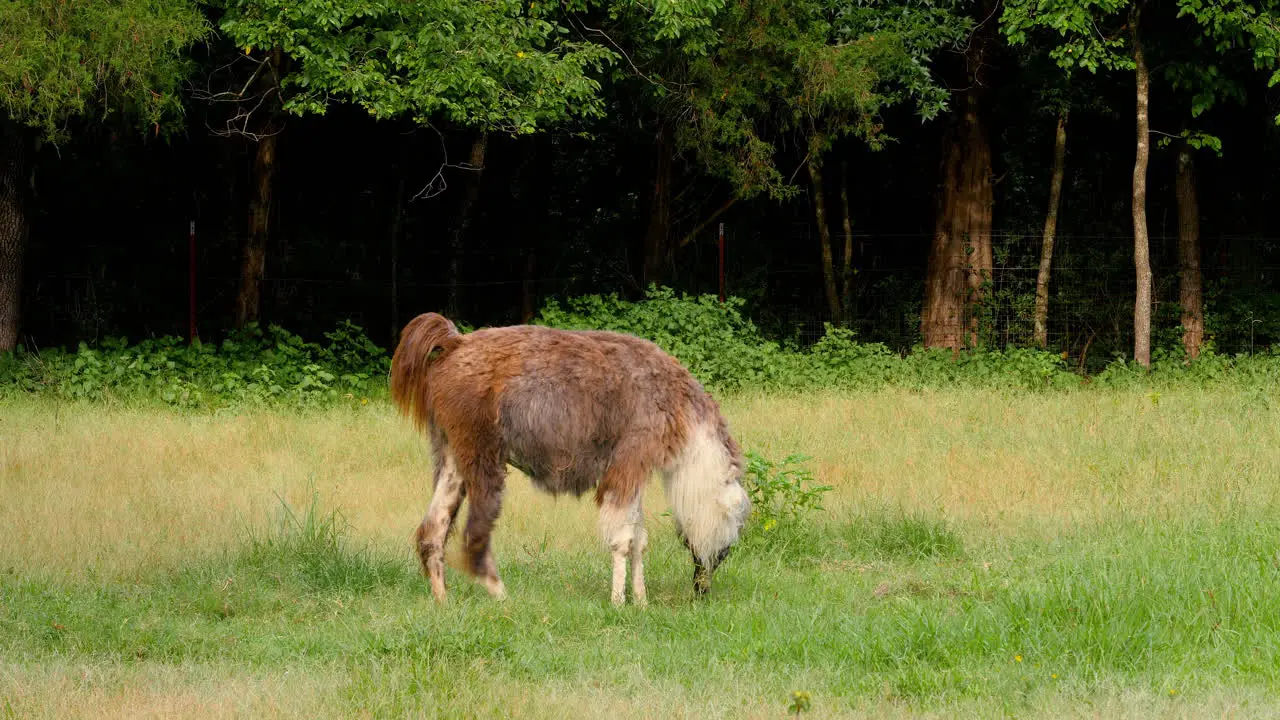 Llama grazes on grass in a pasture then walks out of frame