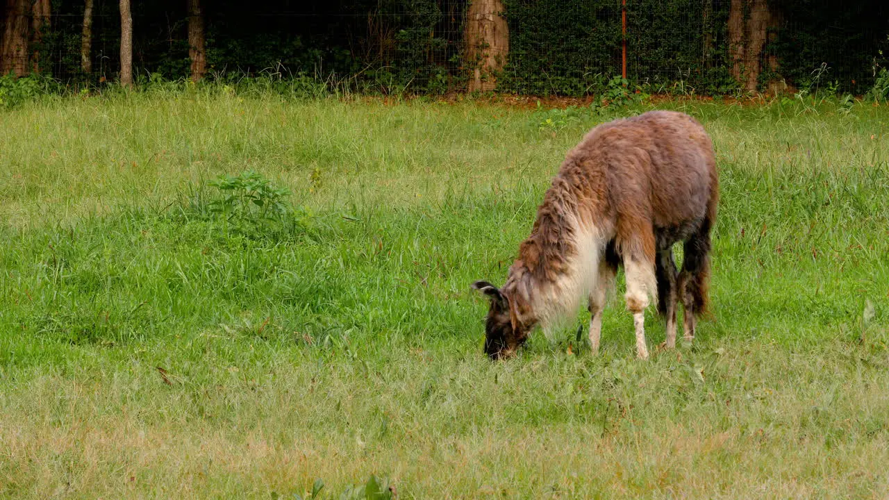 Llama grazes on grass in a pasture