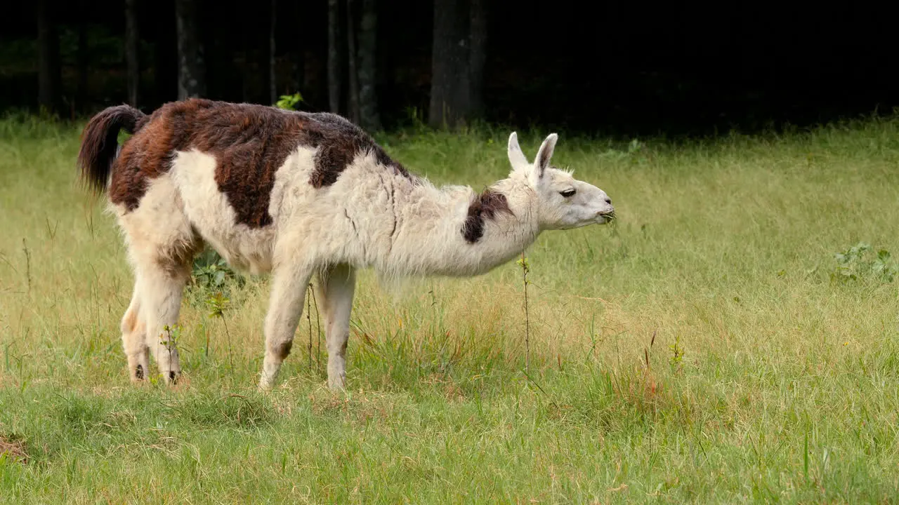 Llama grazes on grass in a pasture then raises its head while chewing on grass