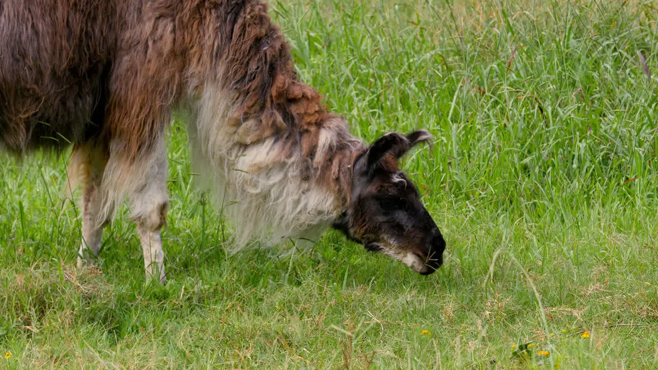 Medium close up of a Llama as it grazes on grass in a pasture