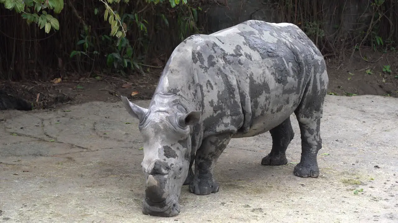 Muddy rhino rhinoceros living in the dirts mud life in the zoo wildlife sanctuary