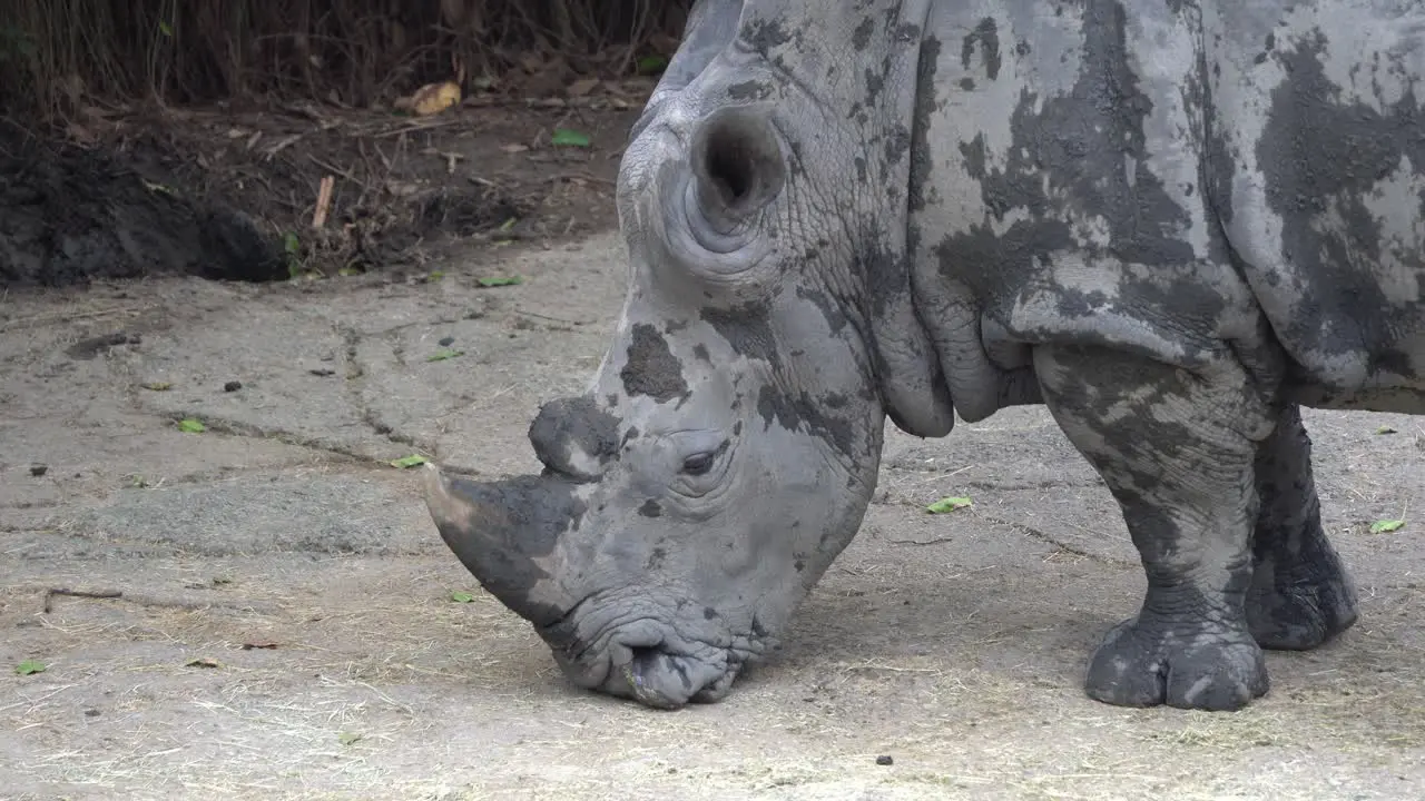 Rhino rhinoceros covered in the dirts living in the mud in the zoo wildlife sanctuary