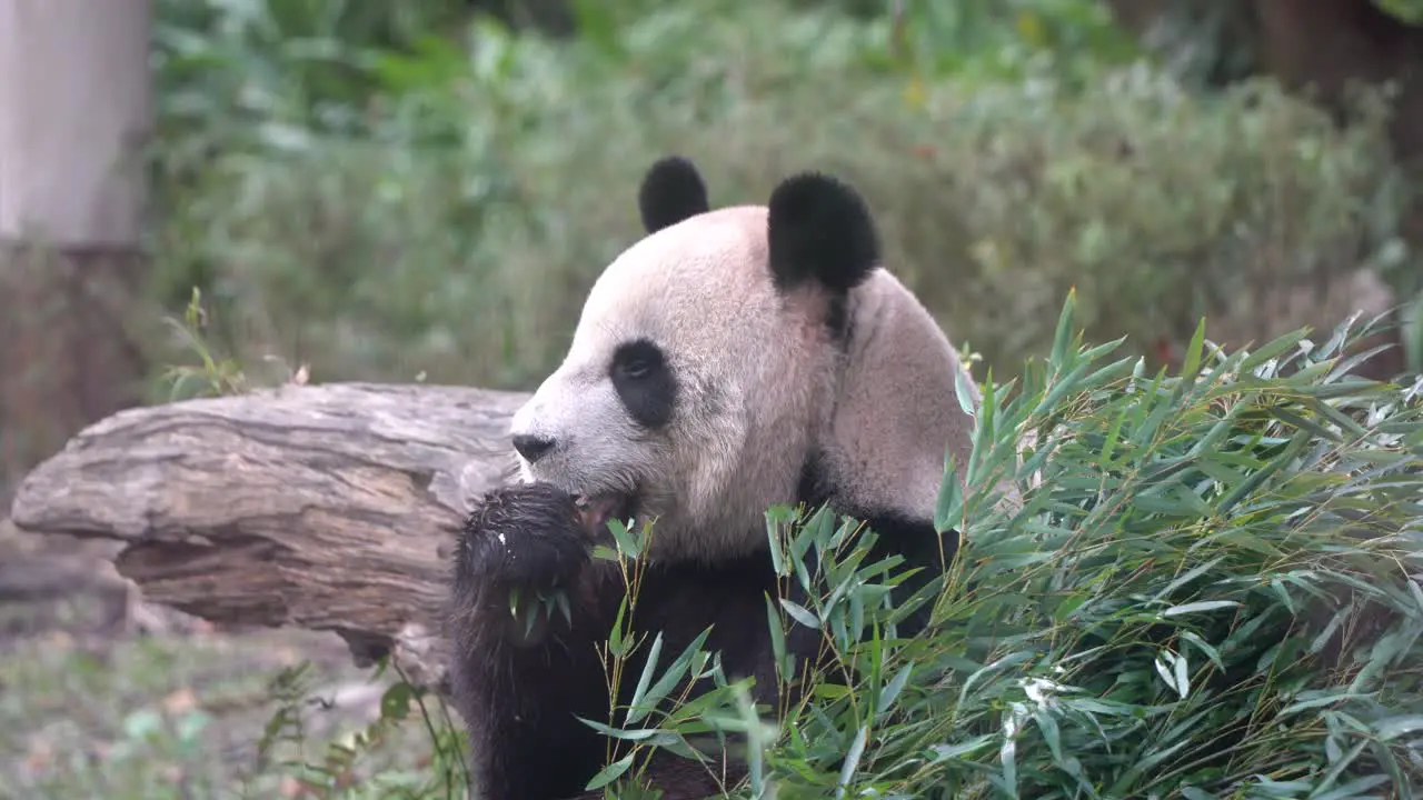 Famous giant panda living in the zoo wildlife sanctuary eating bamboo leaves