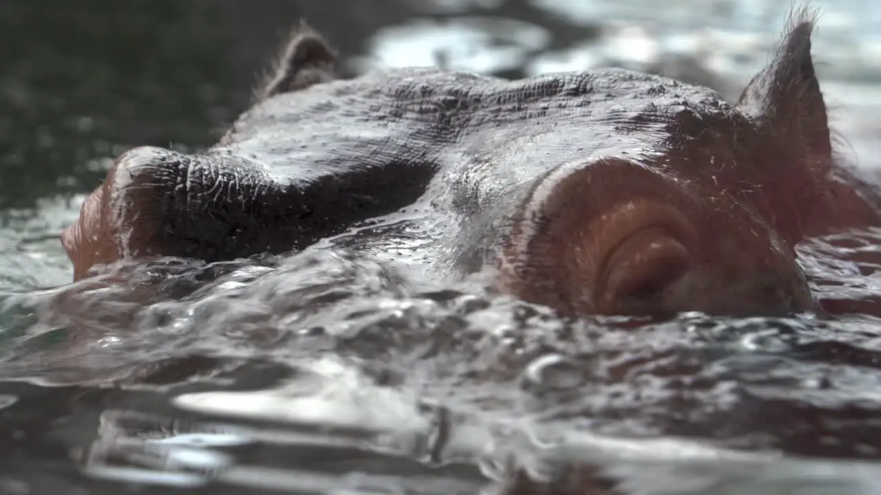 Close up rhinoceros rhino swimming in the water walking across the water