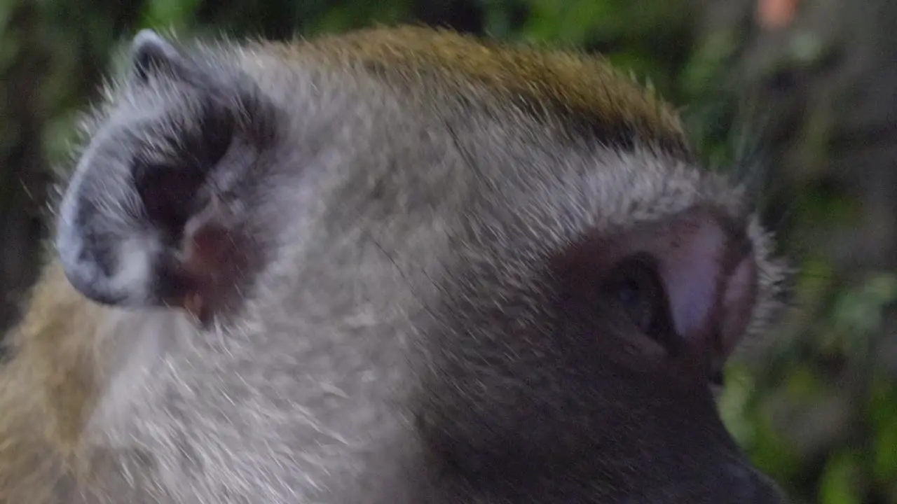 Monkey eating in front of the camera in Kuala Lumpur Malaysia 4K