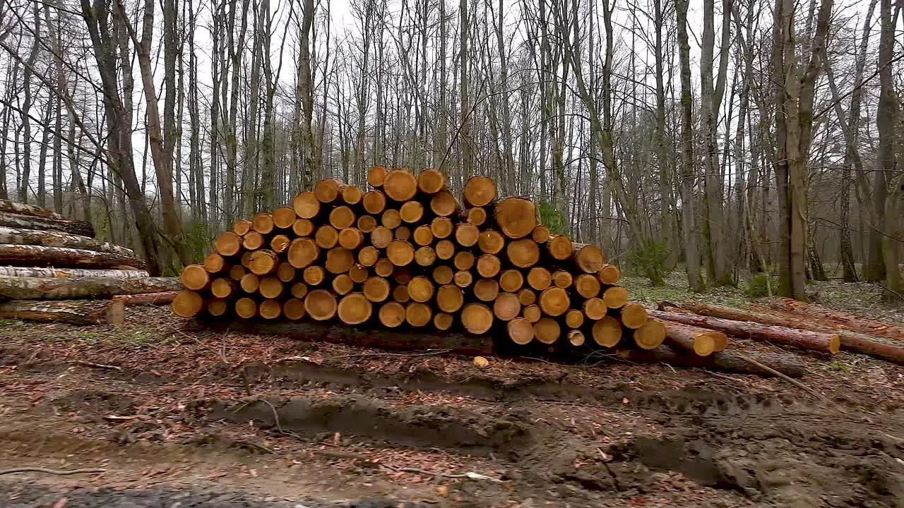 Wooden logs neatly stacked in woods timber export industry