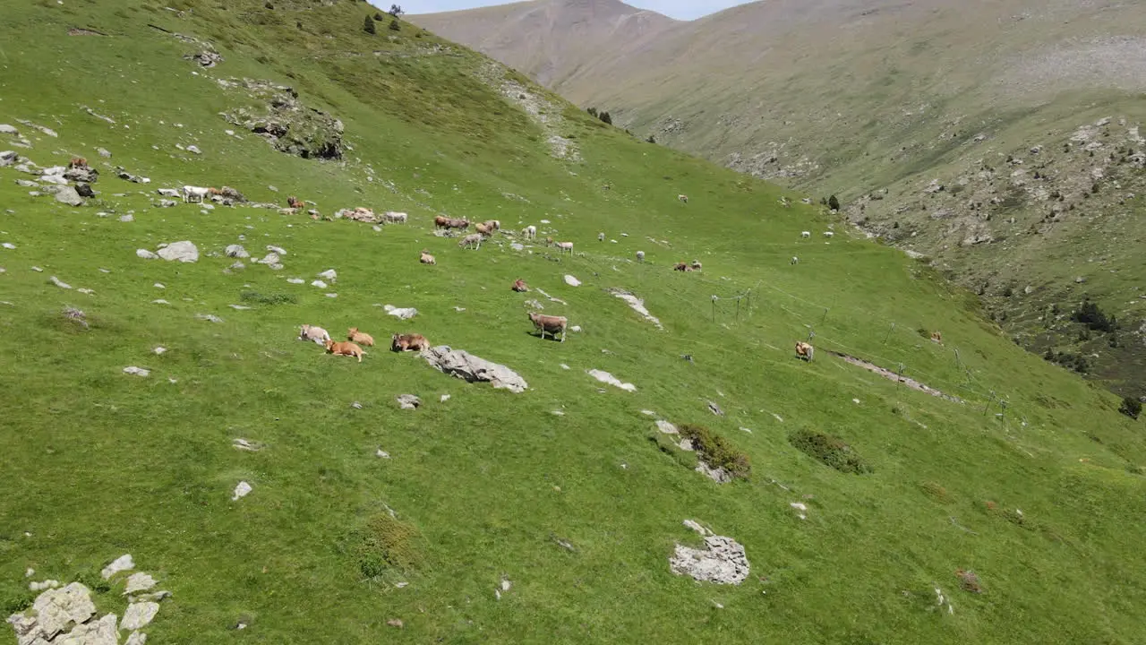 Aerial View Of A Group Of Cows Grazing On A Green Mountainside In The Pyrenees