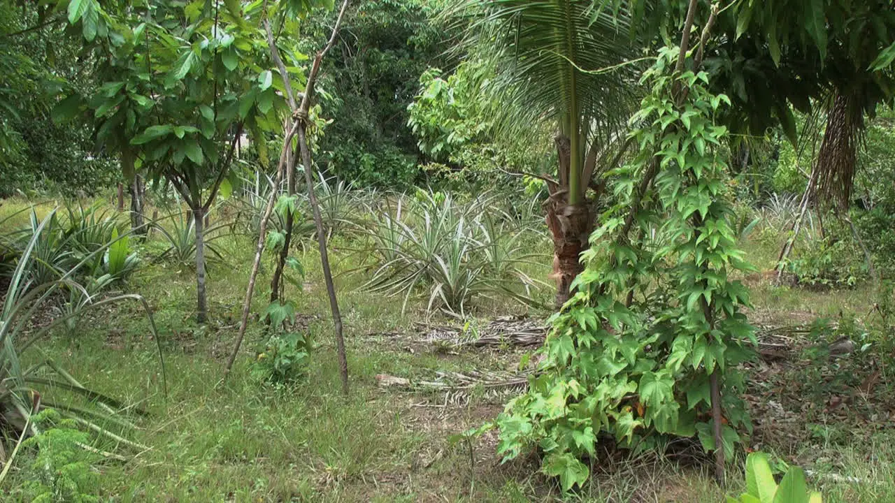 Amazon bean poles in a row