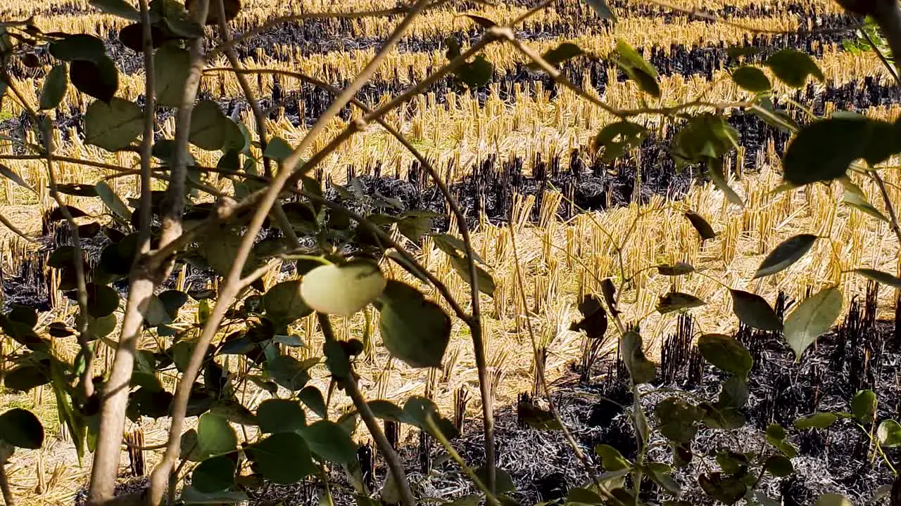 Dry burned out wheat fields after stubble burning