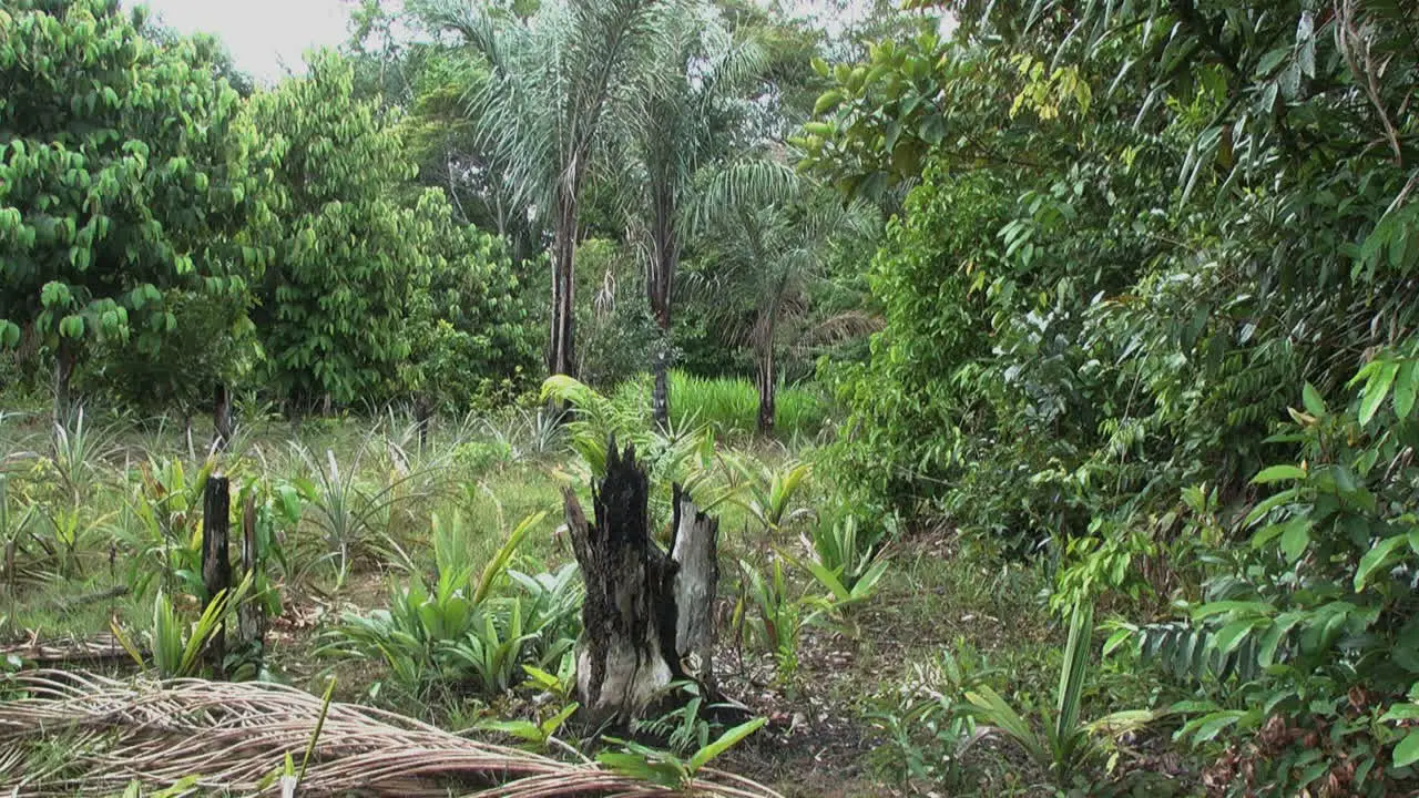 Amazon garden with burned stump