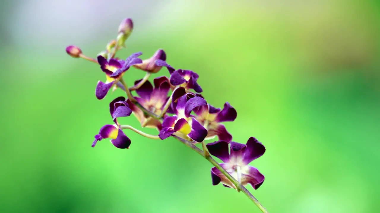 Beautiful purple and yellow orchid flower under the raindrops and windy day blur background