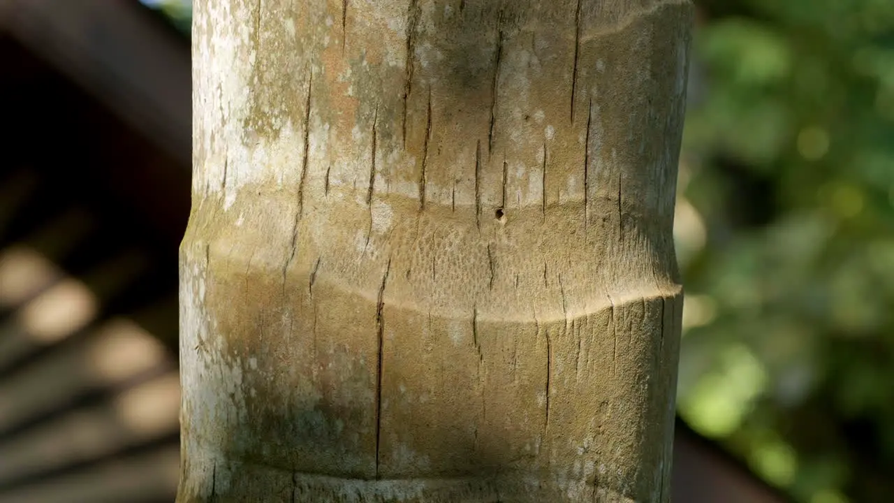 Shady Tree Texture Bark with Vertical Scratches