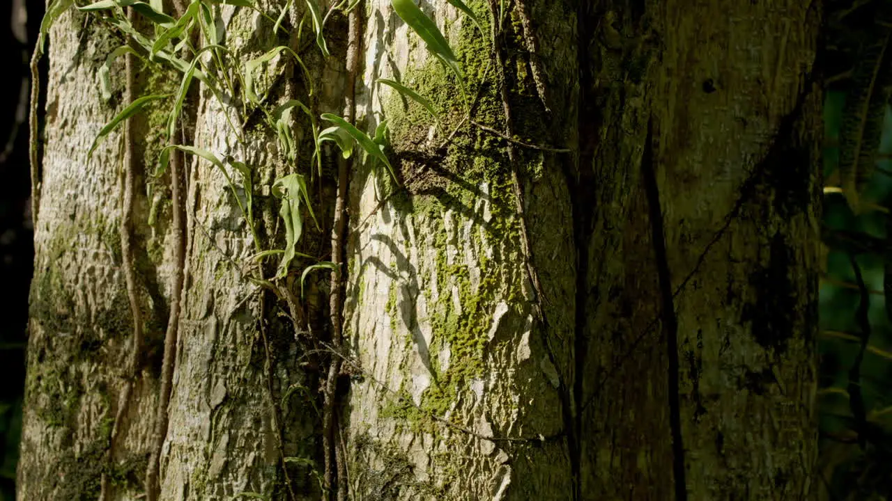 Ancient Tree Bark with Deep Mossy Texture