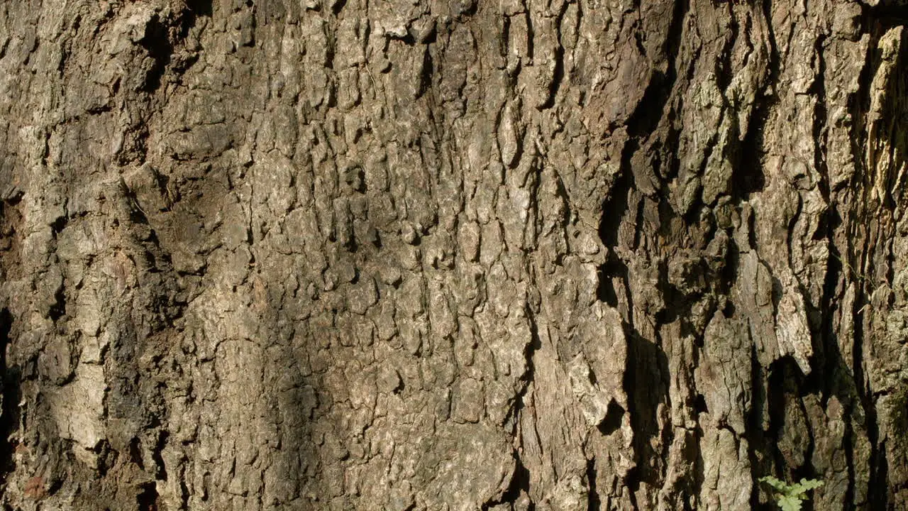 Old Brown Tree Bark with Deep Texture