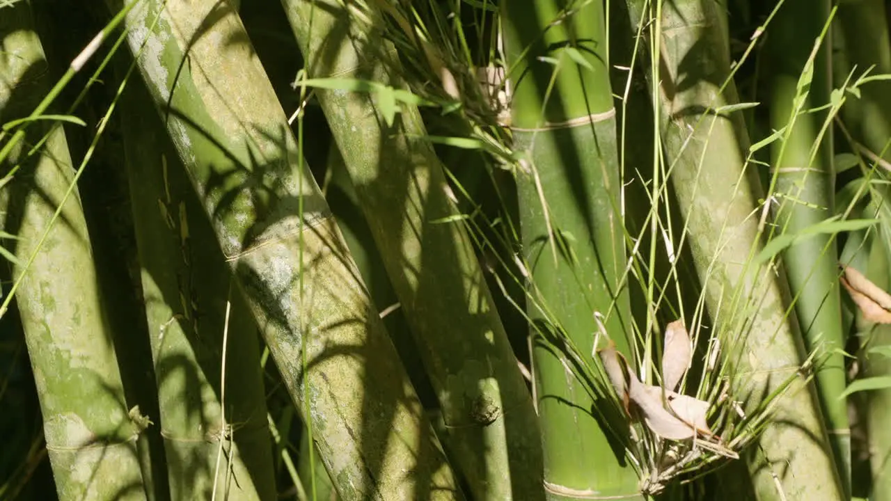 Natural Green Bamboo Texture with Waving Leafs