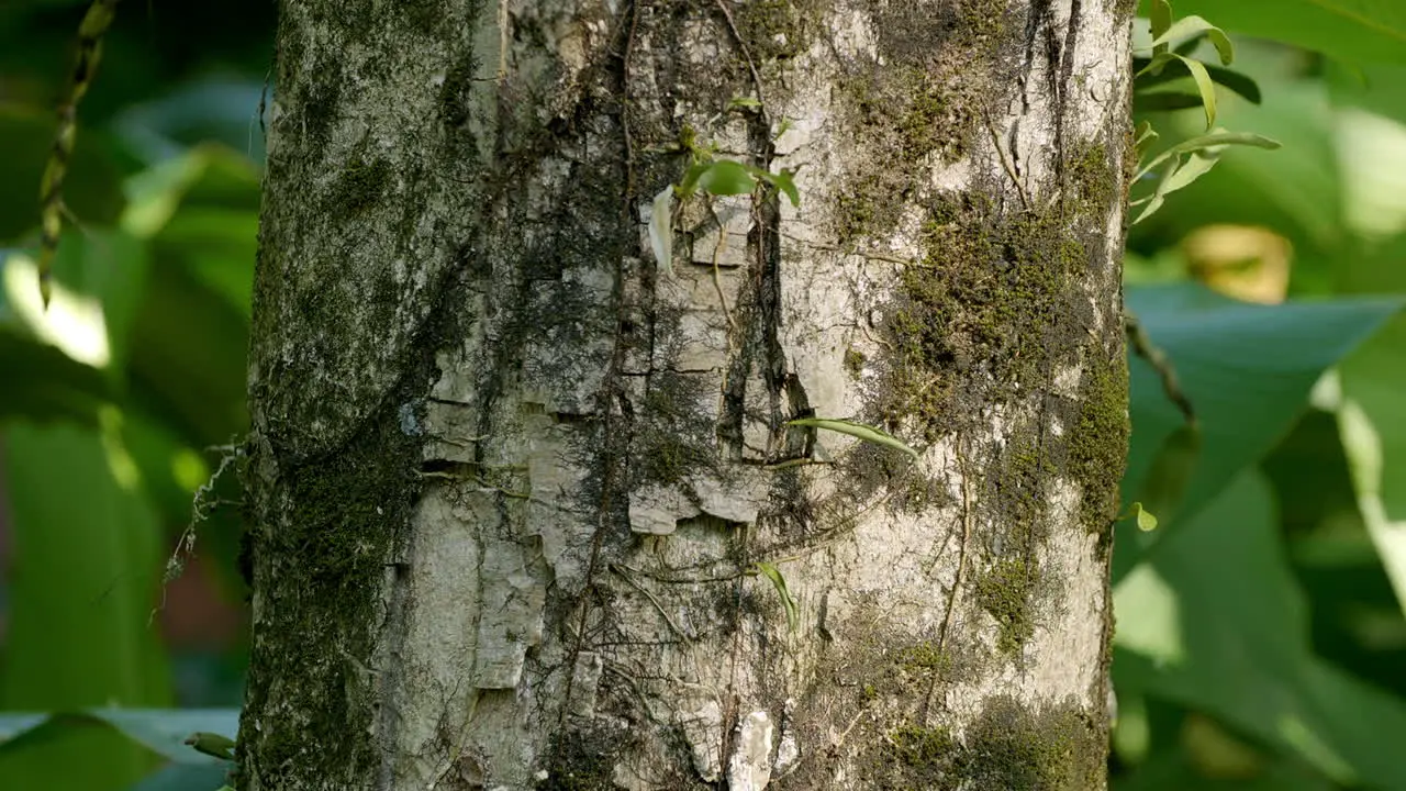 White Tree Texture Bark with Green Leaf Background