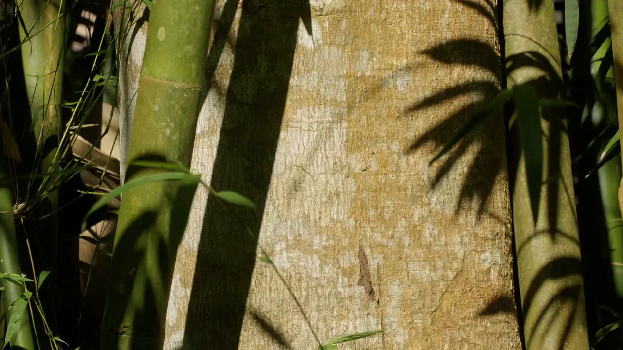 Tree Bark Covered with Bamboo Trees and Shadow