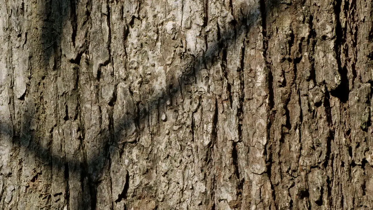 Brown Bark Tree Texture with Branches Shadow