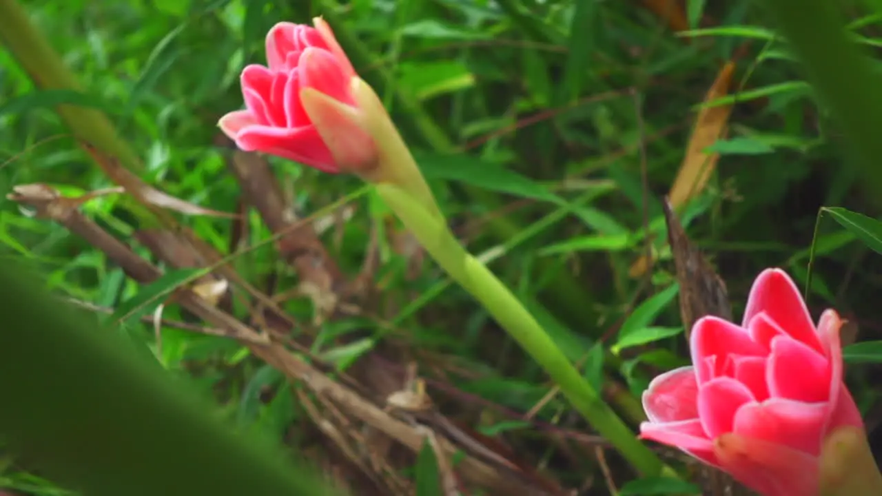 Close-up view of green plants and pink flowers in garden