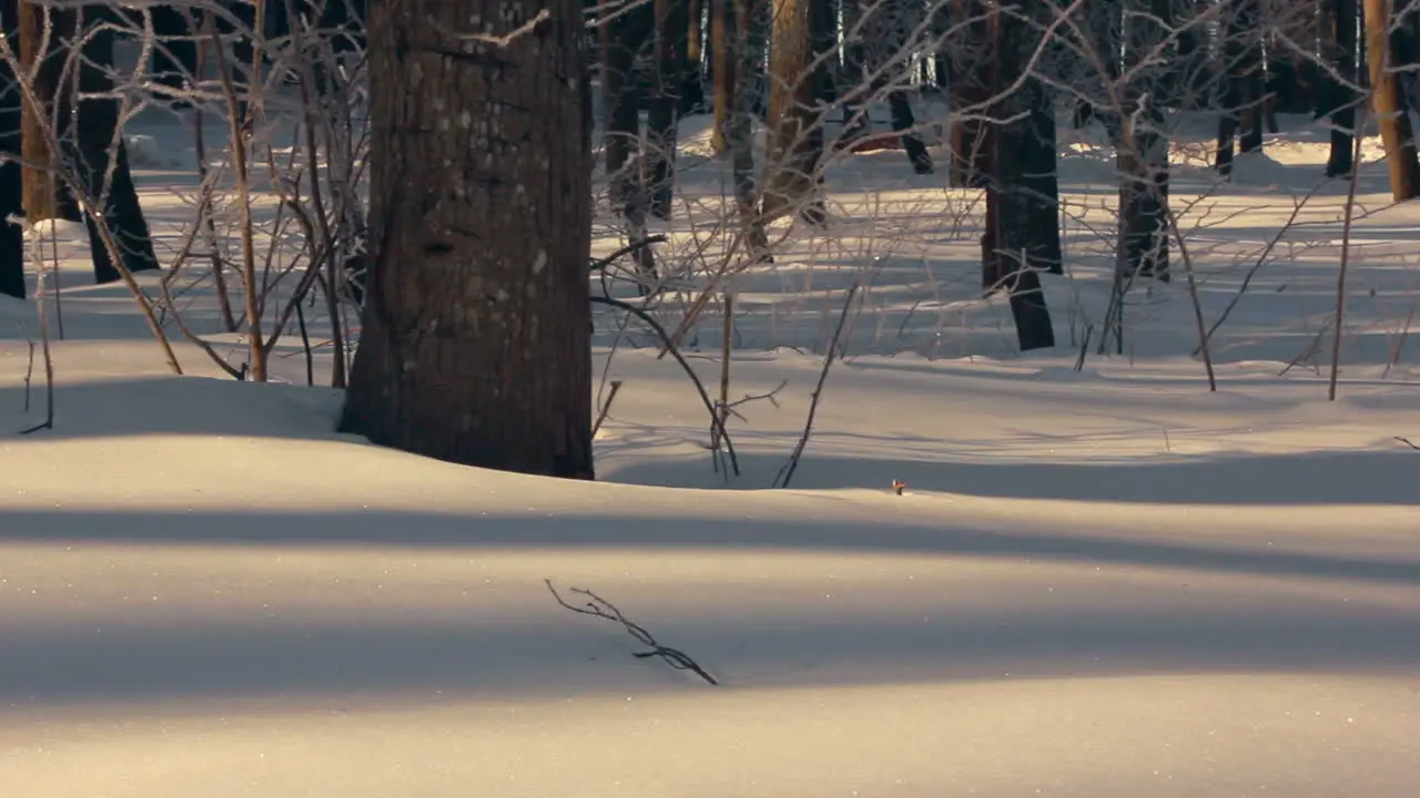 Snow covered forest in winter Snow background Panorama of winter forest