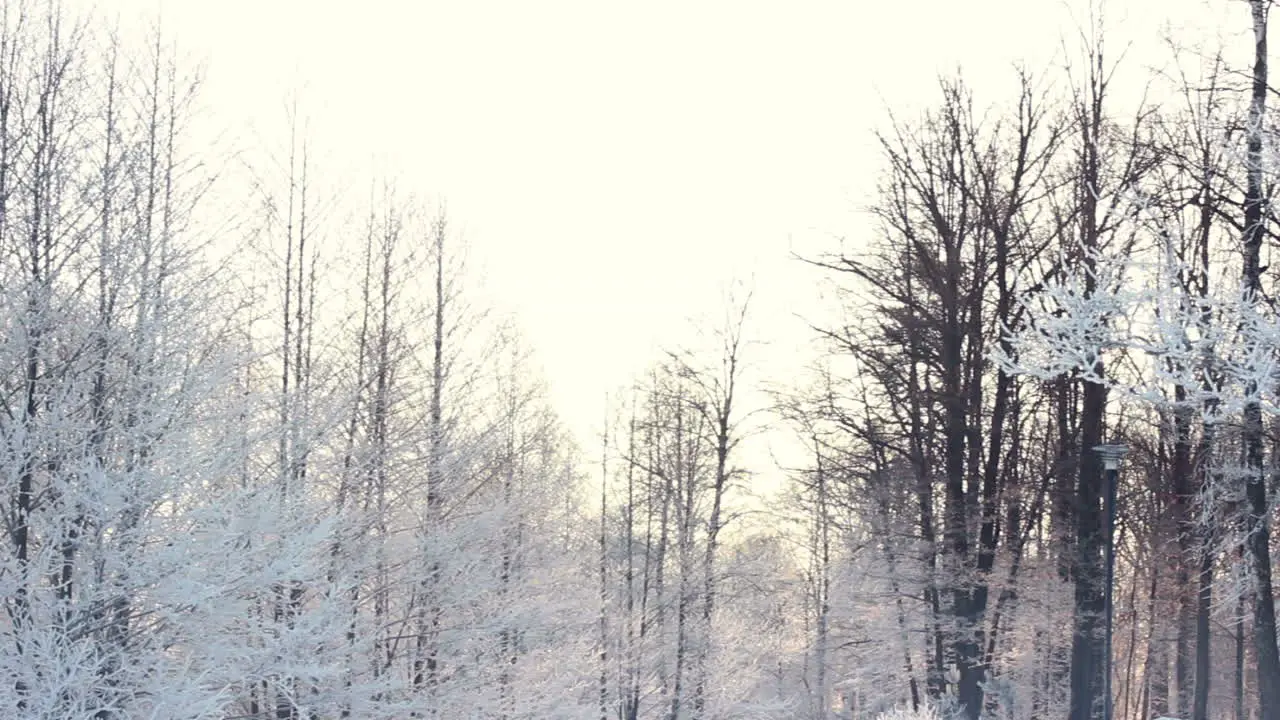 Winter background Snow covered trees in winter forest