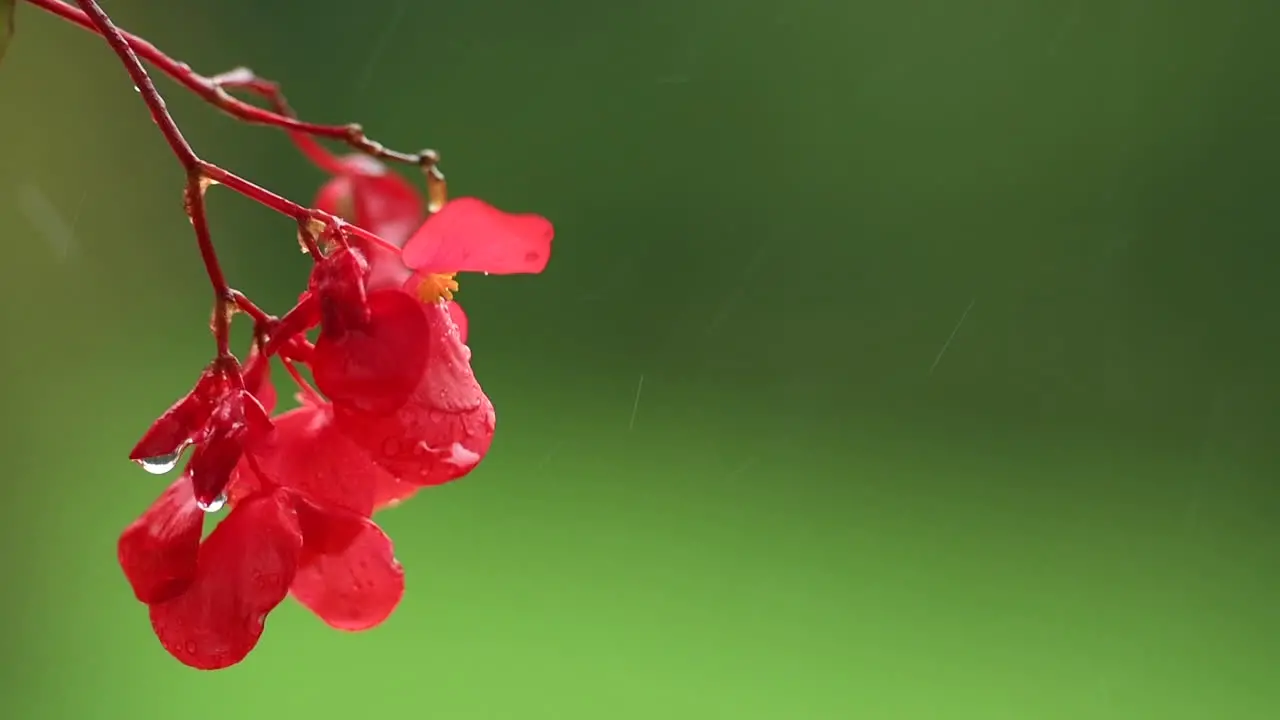 Red impatiens flower on green background in rain red balcony flowers background out of focus rain drops falling on petals and splatter all around isolated