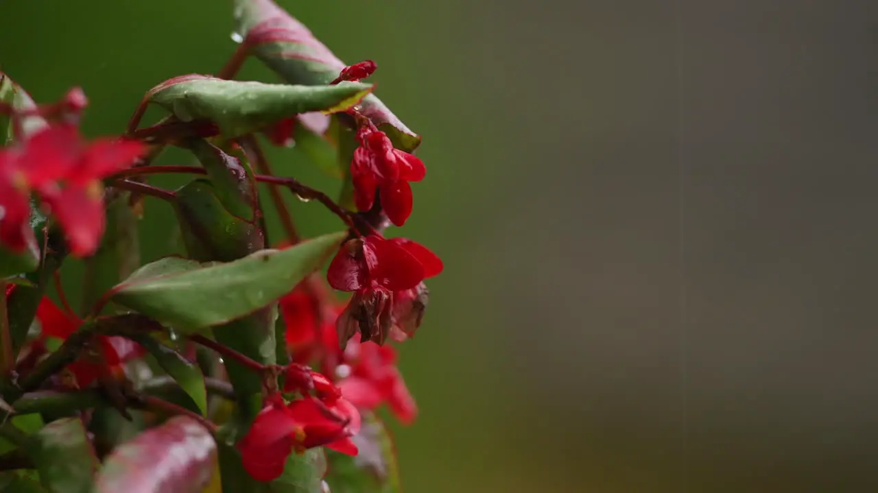 Red impatiens flower on green background in rain red balcony flowers background out of focus rain drops falling on petals and splatter all around 4k