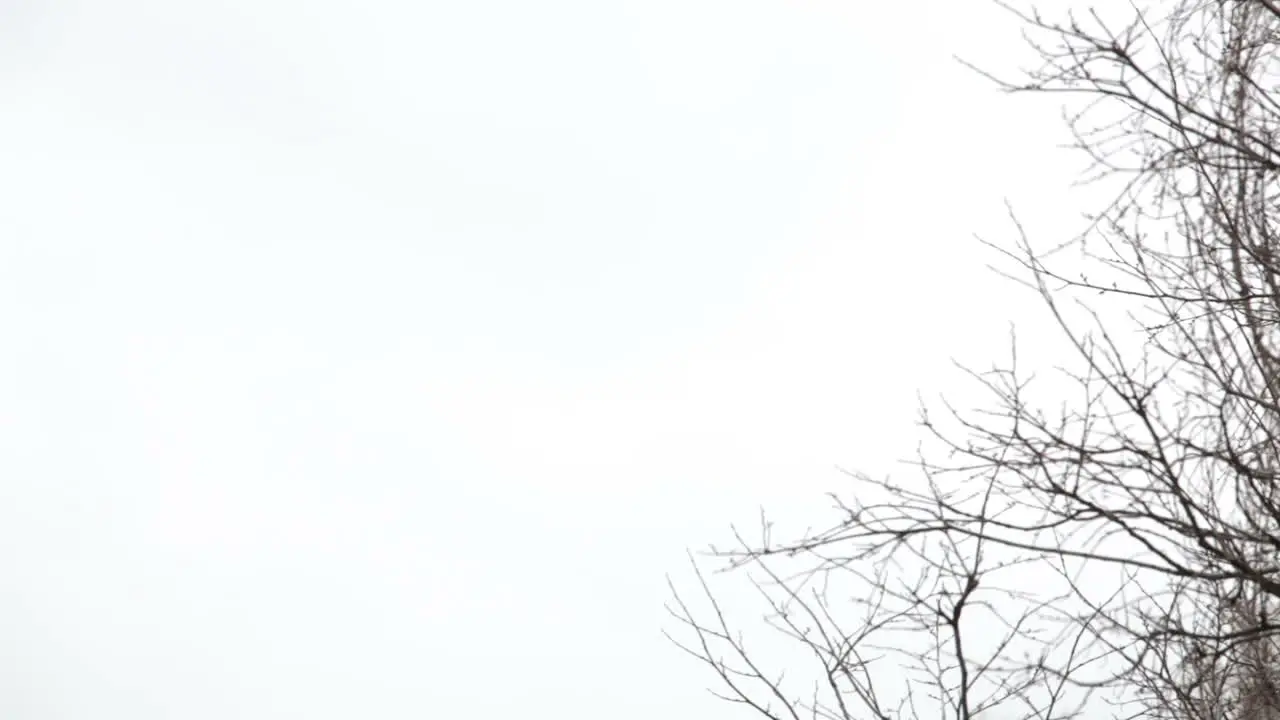 Tree branches on the background of white sky