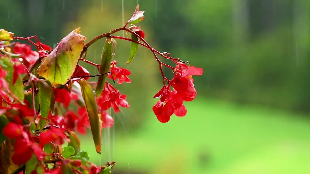 Red impatiens flower on green background in rain red balcony flowers background out of focus rain drops falling on petals and splatter all around