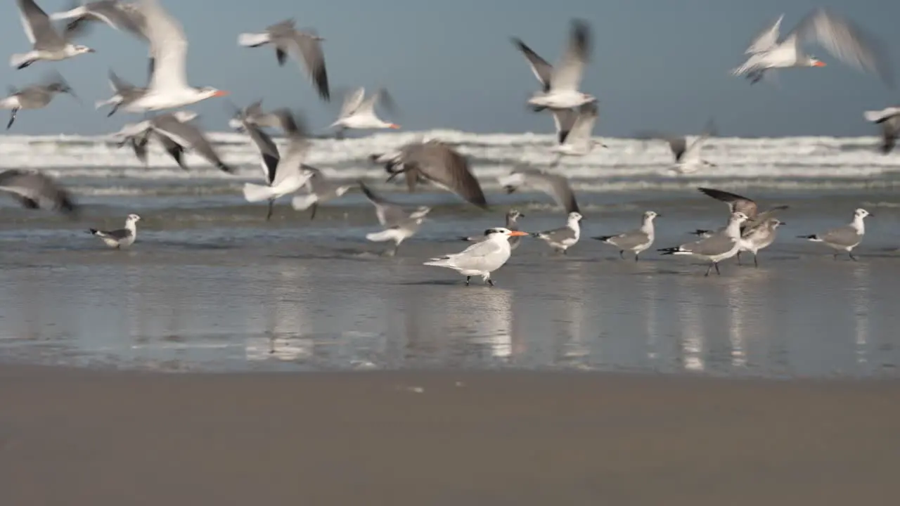 Seagulls on the seashore take flight