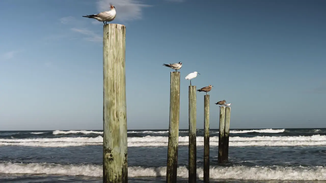 Birds by the shore at the beach