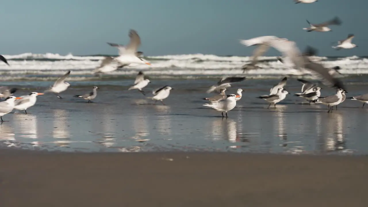 Seagulls flying by man running along the beach