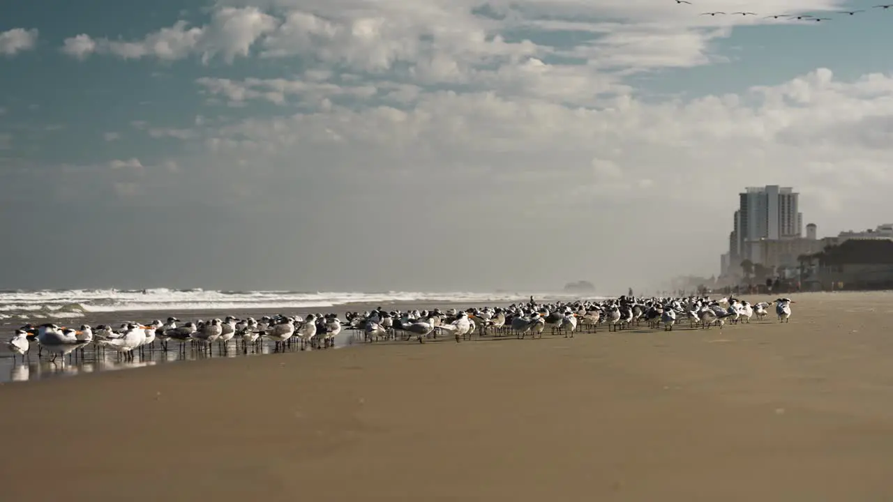 Person walking on the shore of the beach with thousands of seagulls around