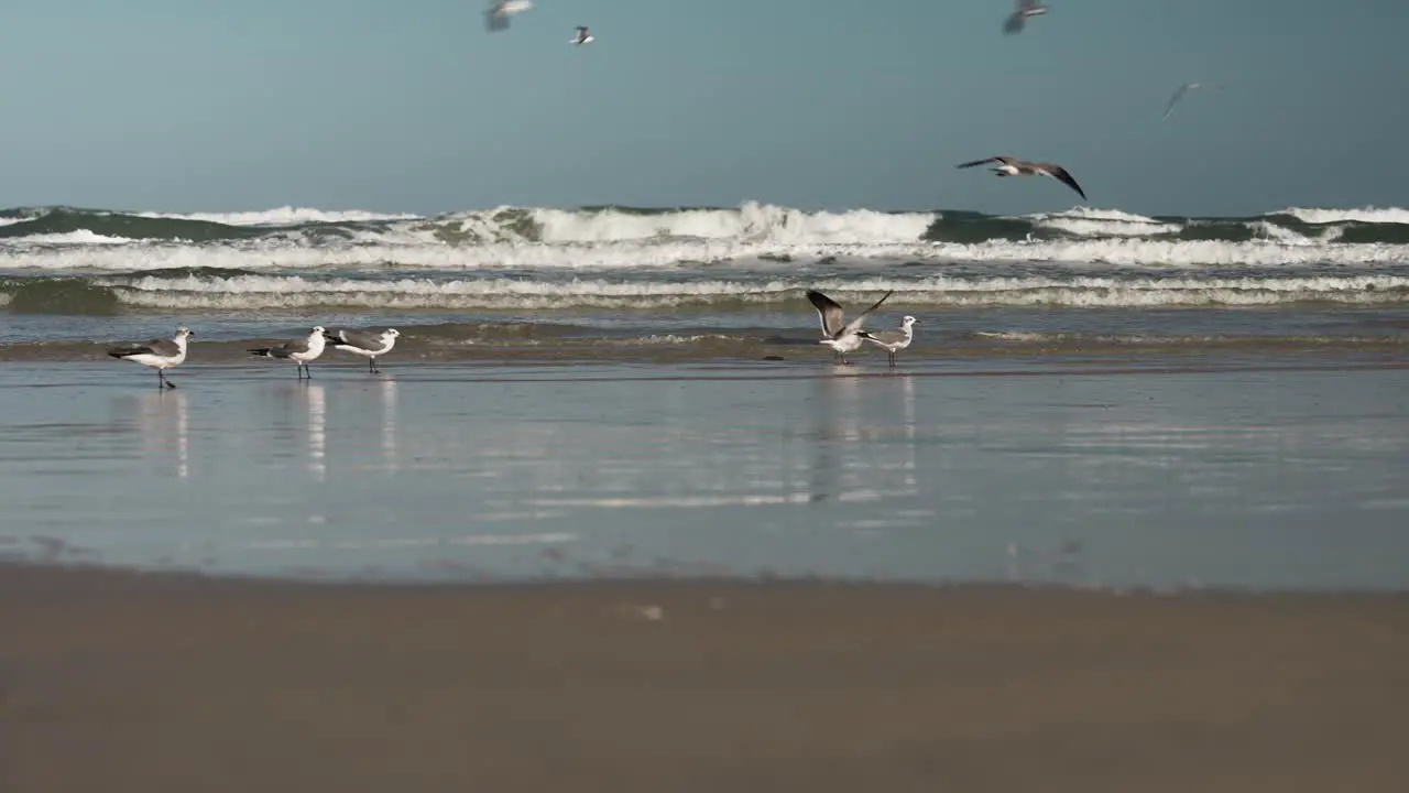 Person walking on the shore of the beach while seagulls land on the shore